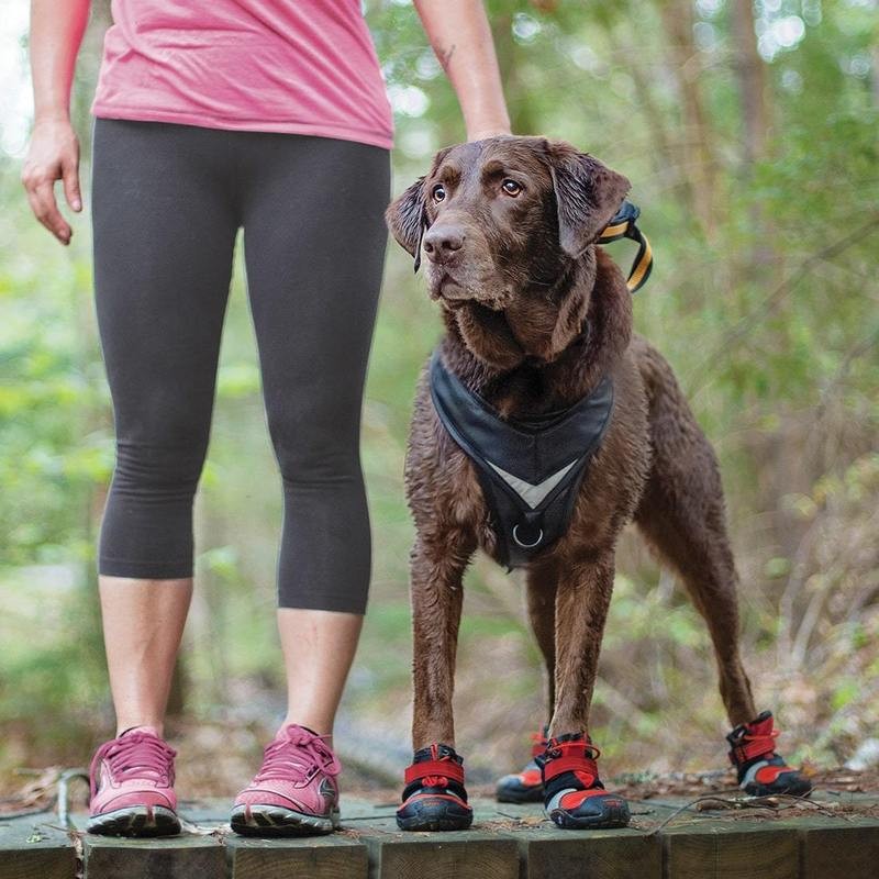 Vêtements et chaussures pour chiens sportifs ou convalescents