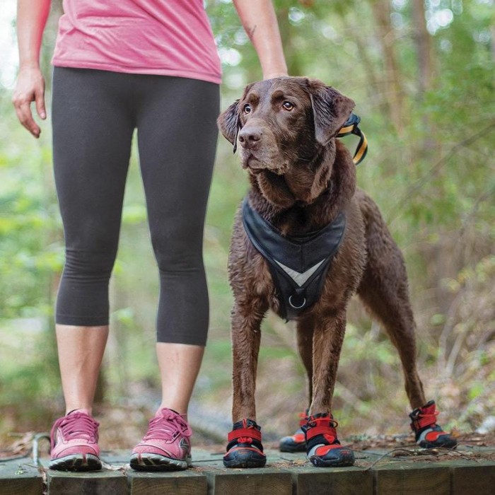 Botte chausson imperméable pour chien