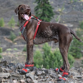 -20% Chaussures anti-brûlures Blaze Cross pour chiens (4 tailles)