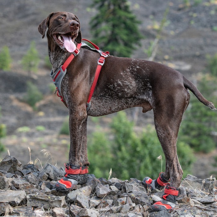 Vêtements et chaussures pour chiens sportifs ou convalescents