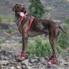 Chaussures anti-brûlures Blaze Cross pour chiens (4 tailles)