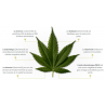 Sticks dentaires au chanvre (True Hemp Calming Support)