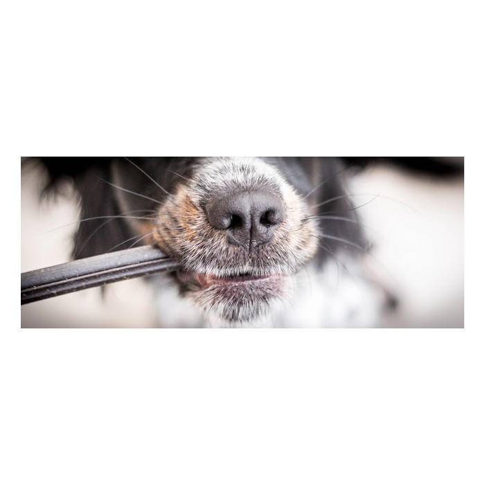 Sticks dentaires “Peau & Pelage” au chanvre (True Hemp Skin & Coat Dental Sticks – 100 g)