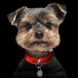 Collier Stardust Rouge pour chiens (45 cm)