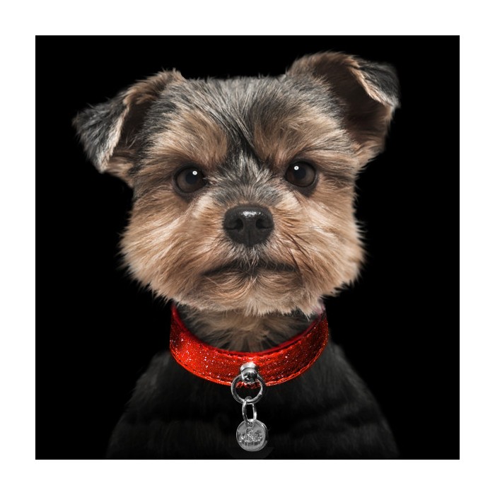 Collier Stardust Rouge pour chiens (45 cm)