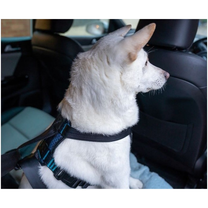 Ceinture Chien Voiture - Harnais Voiture Chien - Laisse pour