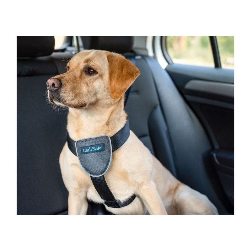 Un pack d'accessoires pour des balades en voiture plus sûres et  confortables avec ses chiens 