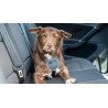 Harnais de voyage pour voiture (CarSafe Dog Travel Harness) 3 tailles