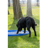 Piscine d’arrosage pour chiens (CoolPets Splash Pool Water Sprinkler)  Taille unique