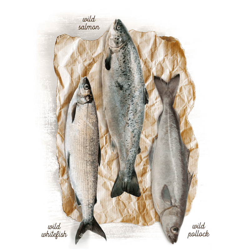 LAB V Huile de saumon pour chiens et chats 250ml