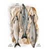 Huile de poissons sauvages (Saumon & Colin) – Peau et pelage sains – Chiens/Chats