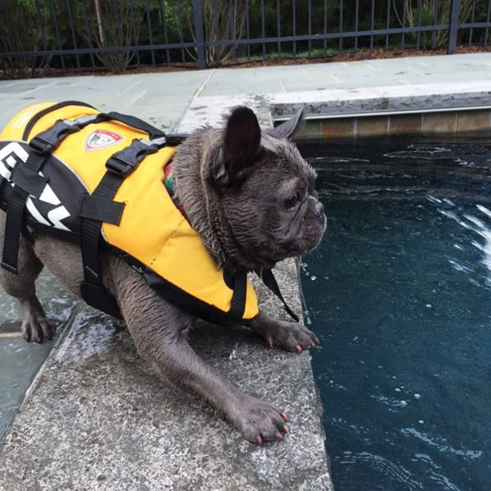 Gilet de sauvetage et de flottaison EzyDog Micro DFD pour petits chiens (2 tailles)