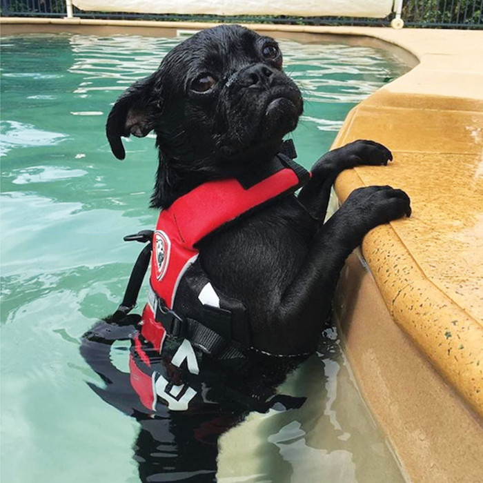 Gilet de sauvetage et de flottaison EzyDog Micro DFD pour petits chiens (2 tailles)
