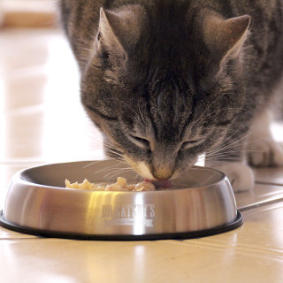 -15% Dr Catsby (Gamelle en acier inoxydable pour chat)