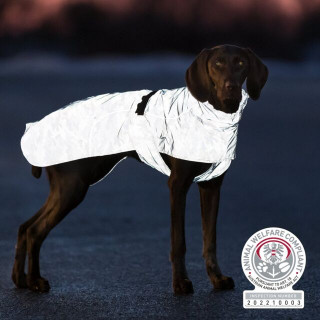 Chien En Voiture En Harnais De Sécurité Photo stock - Image du mignon,  sécurité: 221338868