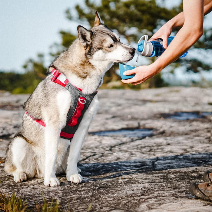 La boutique des chiens actifs, sportifs et chiens de compagnie.