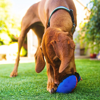 Le Clam – Jouet distributeur de friandises pour chien (3 coloris)
