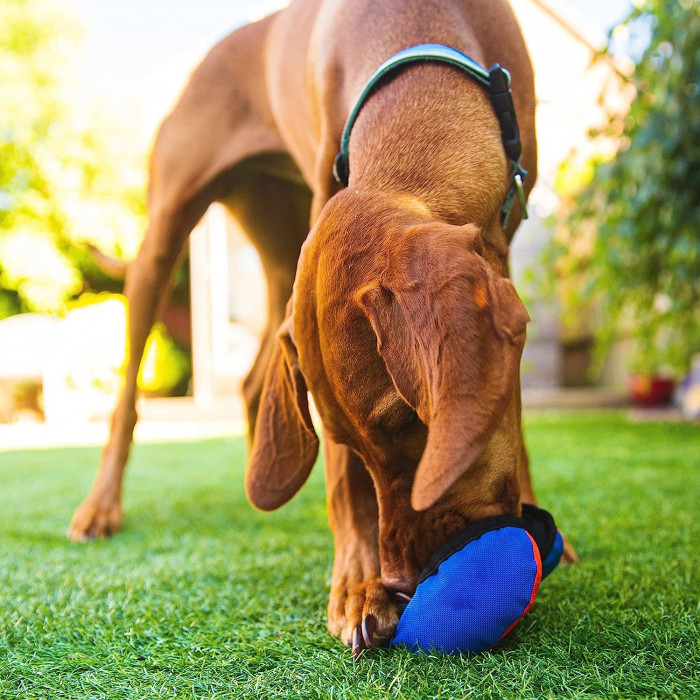 Le Clam – Jouet distributeur de friandises pour chien (3 coloris)