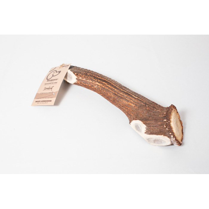 Bois de cerf GIANT pour grands chiens (2 tailles)