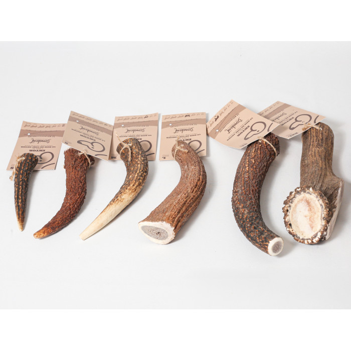 Bois de cerf Entier (Antlers - 5 Tailles)