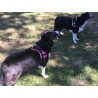Multi Harnais REFLEX Animalin® 