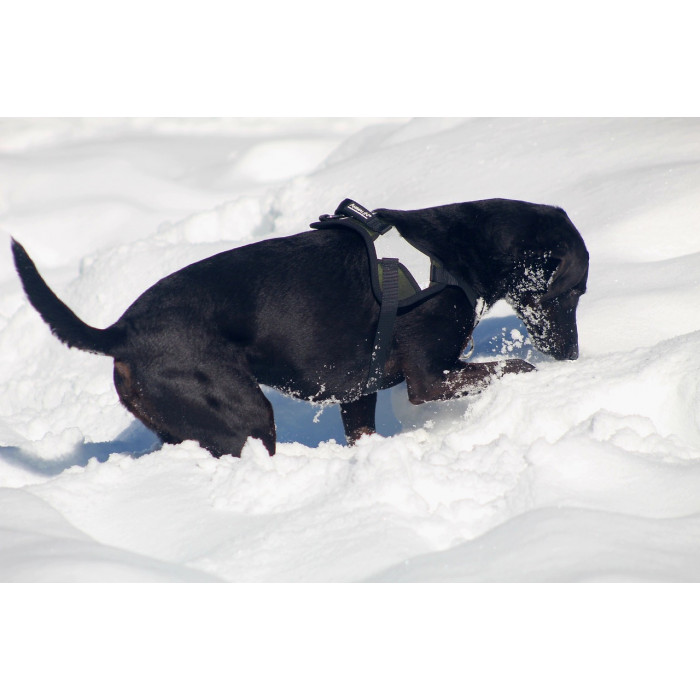 Reflex Plus Vert Kaki – 5 tailles – Harnais de marche en laisse