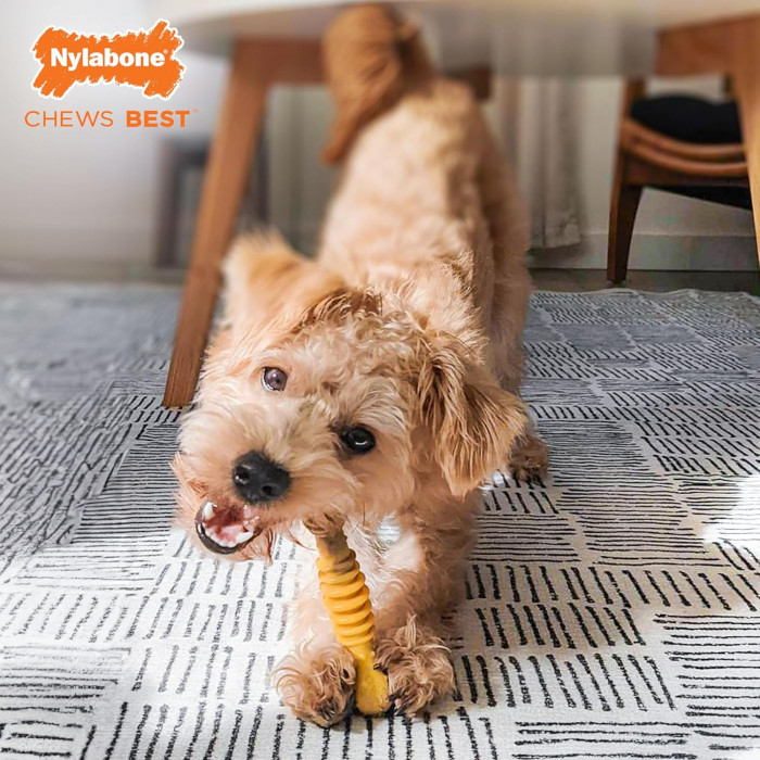 Os Nylabone® pour Chiens de moins de 11 kilos (Xtreme Chew Texture Bone)