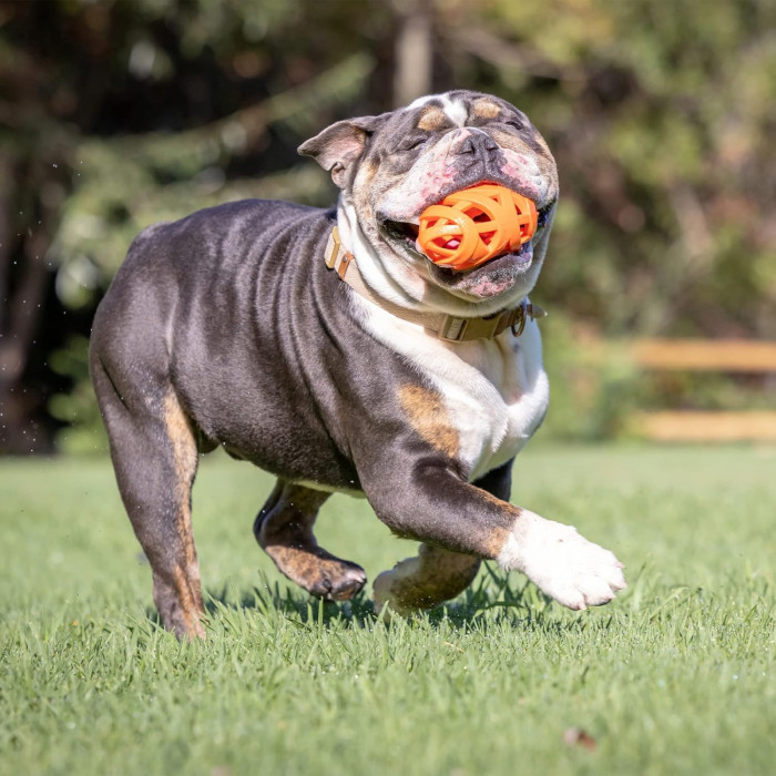Balle ovale “Respire” (Chuckit!® Air Fetch Football)