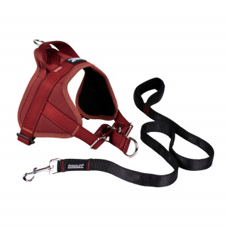 -15% Kit Harnais Automne Animalin® Bordeaux (de S à XXL) + Laisse renforcée 1m20