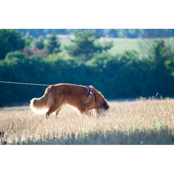Reflex Rouge – 5 tailles – Harnais de marche en laisse