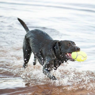 Ballon de rugby KONG avec sifflet (KONG AirDog® Squeaker Football)