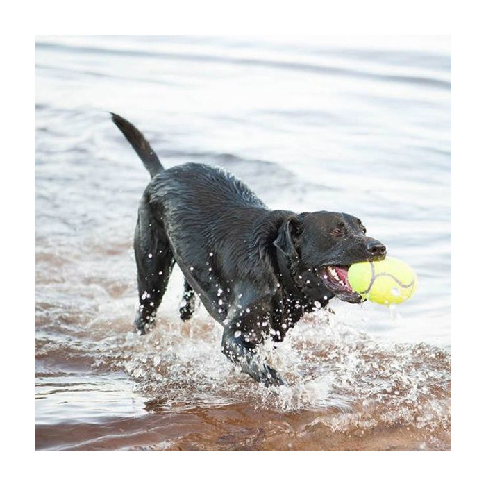 Ballon de rugby KONG avec sifflet (KONG AirDog® Squeaker Football)
