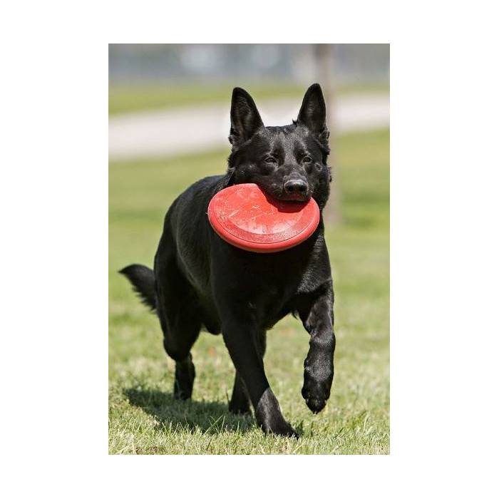 Frisbee KONG (2 diamètres)