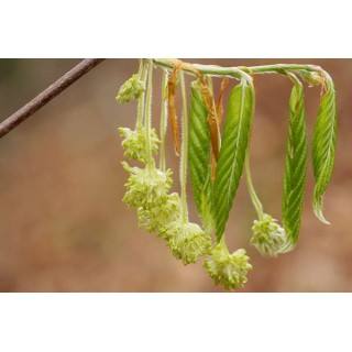 Beech (Hêtre)