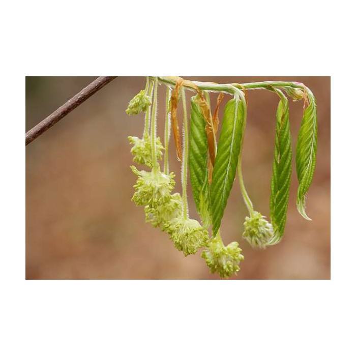 Beech (Hêtre)