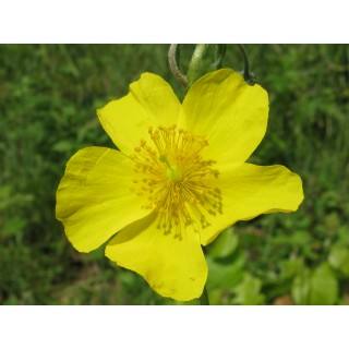 Rock Rose (Hélianthème)