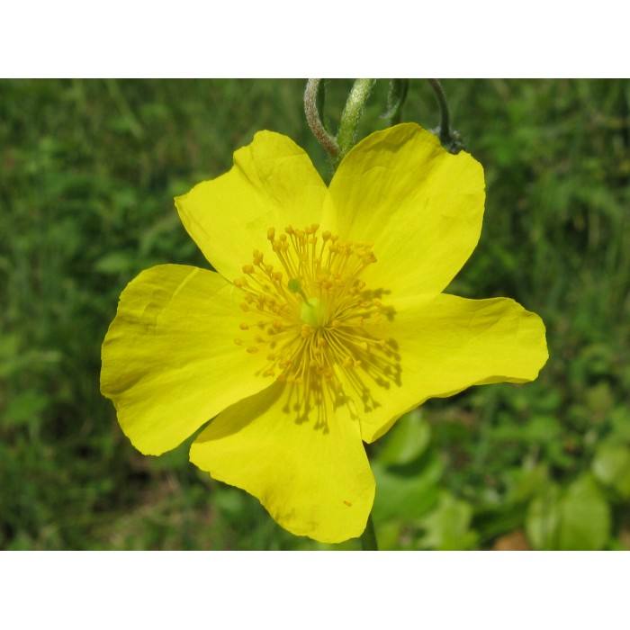 Rock Rose (Hélianthème)