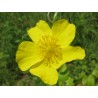 Rock Rose (Hélianthème)