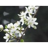 Cherry Plum (Prunier Myrobolan)