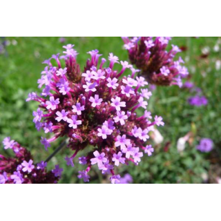 Vervain (Verveine)