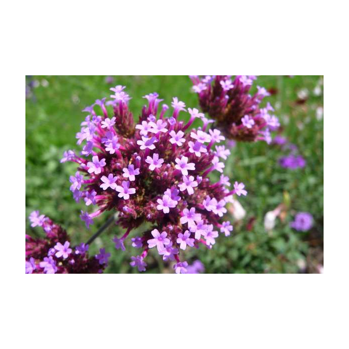 Vervain (Verveine)