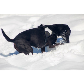 -10% Kit Harnais Animalin® REFLEX PLUS Kaki + Laisse Renforcée ANIMALIN 120 cm (4 tailles)