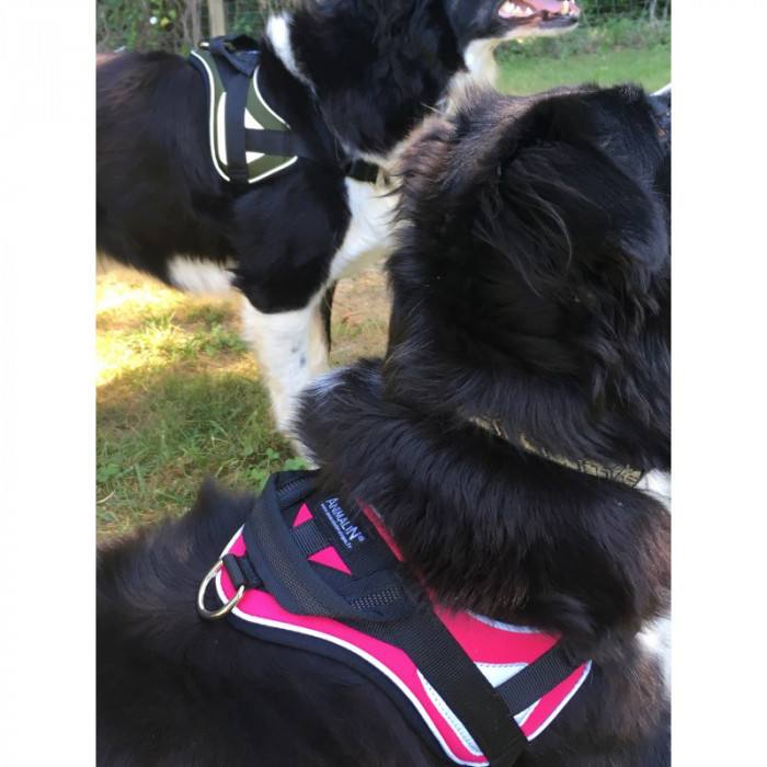 Reflex Fuschia – XXL – Harnais de marche en laisse