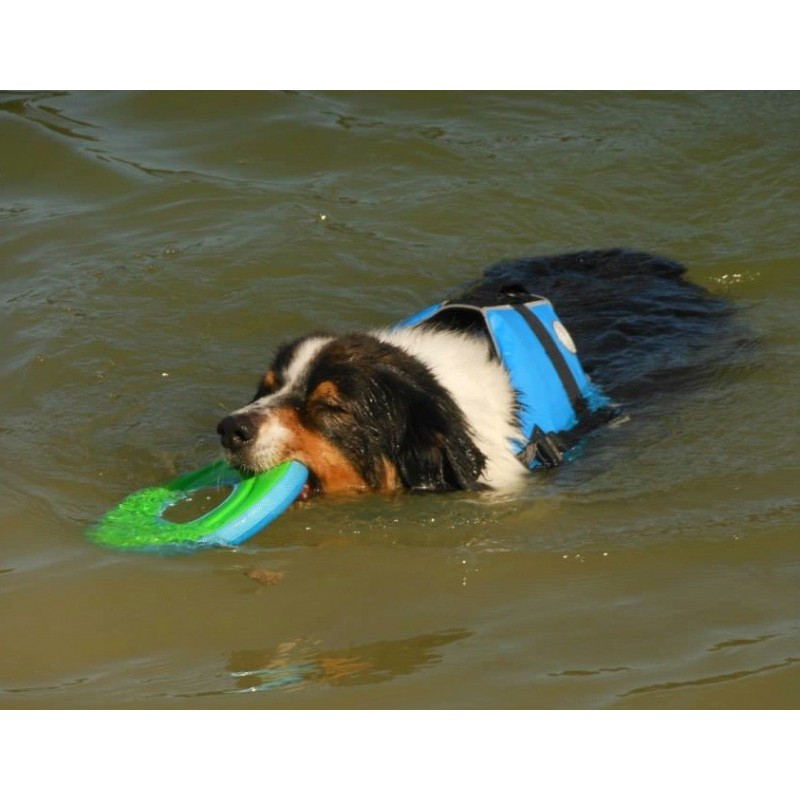 Jouet anneau à lancer et à mordre pour chien