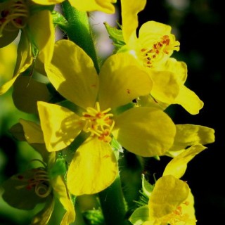 Agrimoine (Agrimony)