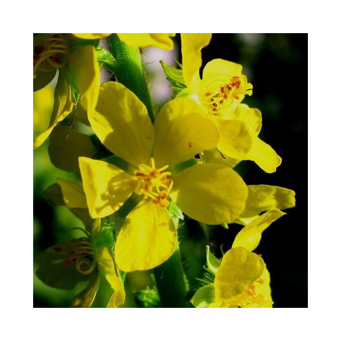 Agrimoine (Agrimony)