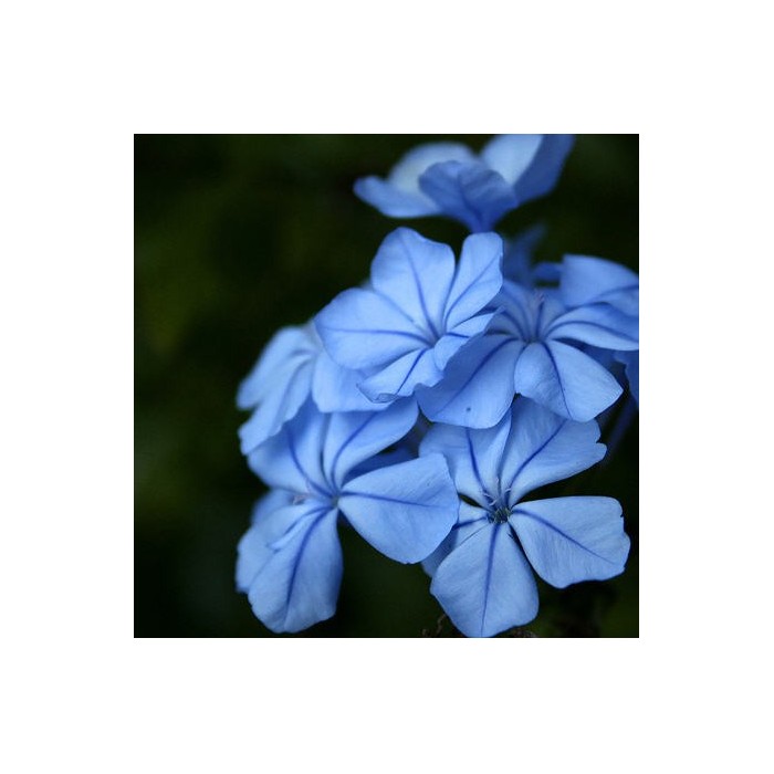 Cerato (Plumbago)