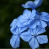 Cerato (Plumbago)