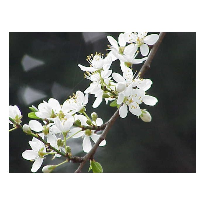 Cherry Plum (Prunier Myrobolan)