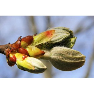 Chesnut Bud (Bourgeon de Maronnier)